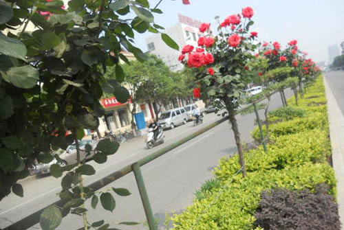 月季树 月季 树状月季 南阳硕果月季景观园 盆花月季 盆栽月季