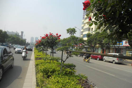 月季树 月季 树状月季 南阳硕果月季景观园 盆花月季 盆栽月季