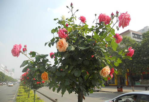 月季树 月季 树状月季 南阳硕果月季景观园 盆花月季 盆栽月季