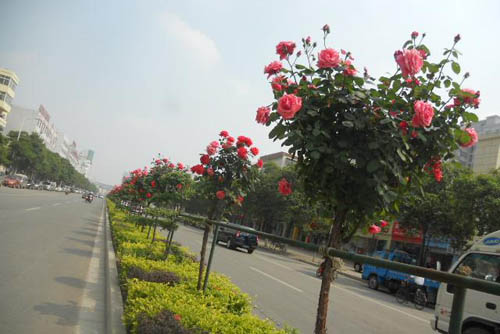 月季树 月季 树状月季 南阳硕果月季景观园 盆花月季 盆栽月季