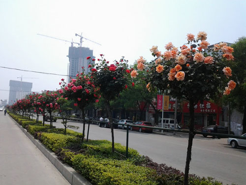 月季树 月季 树状月季 南阳硕果月季景观园 盆花月季 盆栽月季